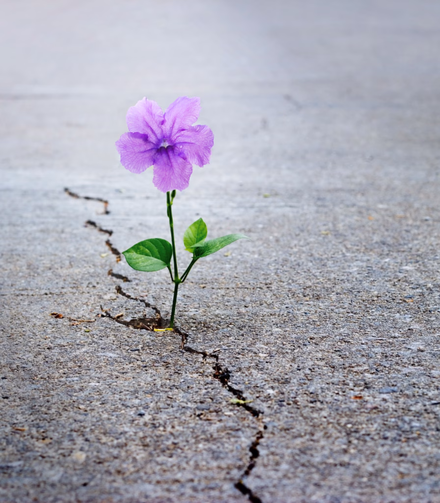 good website size (3.5 x 4 in) (28) trauma and resilience and growth